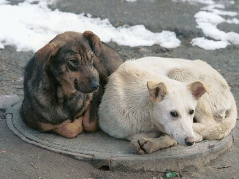 Ветинспектор Мурманской области Алексей Касаткин рассказал журналистам о причинах наличия в Мурманске большого числа бездомных животных