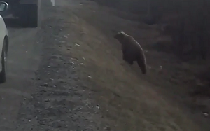 Сотрудник Минприроды застрелил медведя на трассе под Оленегорском