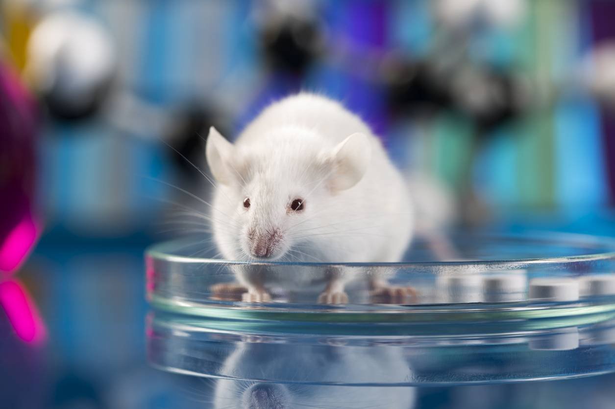 Крысы в три раза лучше определяют рак, чем самое передовое оборудование